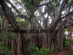 Uralter Baum im botanischen Garten von Brisbane