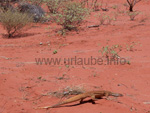 Wüstenechsen im Outback