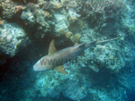 Ein ca. 2m langer Riffhai, für die Menschen eher ungefährlich