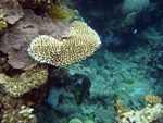 Korallen und Kleinpflanzen