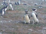 Die Hauptattraktion der Insel: Die Pinguine