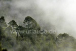 Nebelwolken am Roque de los Muchachos