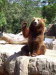 Ein winkender Bär im Zoo des Casa de Campo