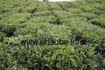 Les buissons de thé dans Bois Cheri