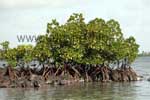 Mangroves couvrent une grande partie de la rive insulaire.