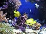 Un aquarium multicolore dans le Aquaria Water World
