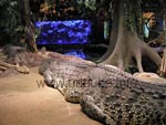 Crocodile lors de la visualisation télévisuelle dans l'aquarium Skansen