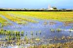 Gewitterstimmung an den Reisfeldern der Albufera