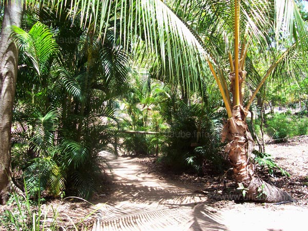 Der naturbelassene Garten des Bungalow Bay
