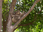 Koala mit Baby