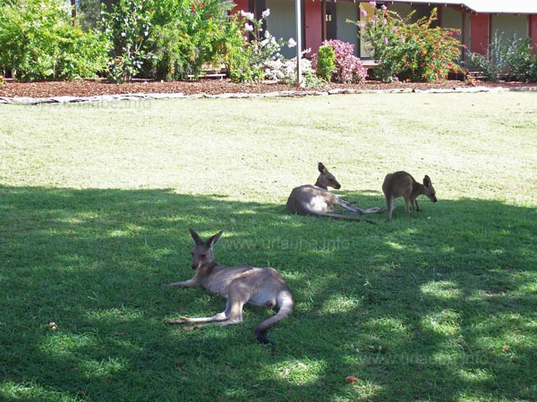 K&auml;ngurus vor der Veranda der Farm