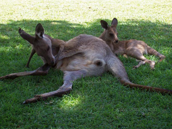 K&auml;ngurus in der Mittagspause