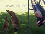 Simy bei der Siesta mit den Kängurus