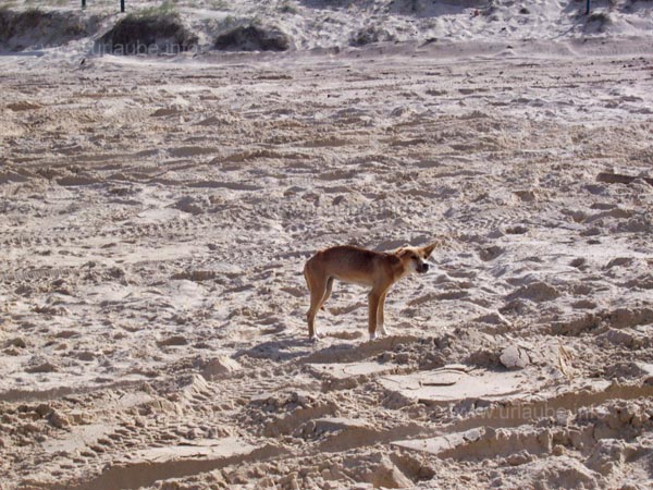 Ein kleiner Baby Dingo