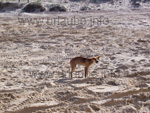 Ein kleiner Baby Dingo