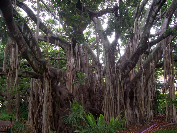 Uralter Baum im botanischen Garten von Brisbane
