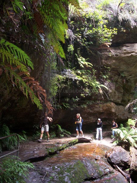 Einer der Wandertracks in den Blue Mountains