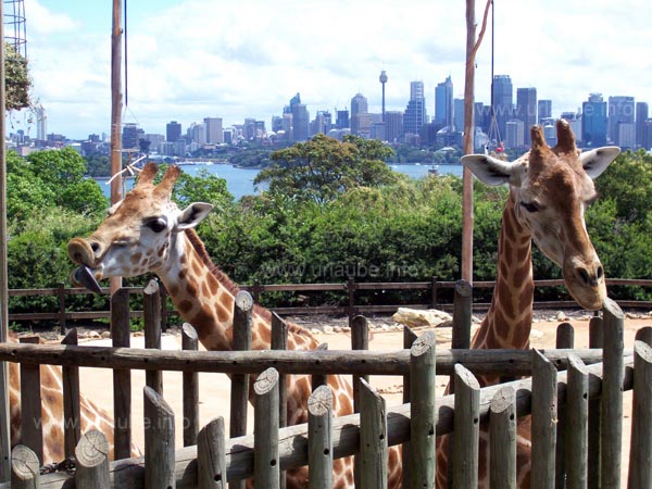 Skyline von Sydney