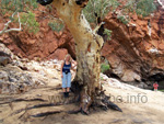 Simy in einer Schlucht der Mc Donnell Ranges