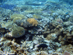 farbenpächtige Korallen