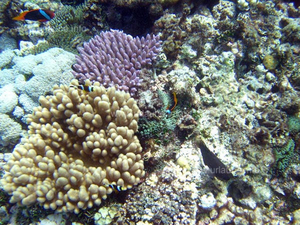 Farbenfrohe kleine Fische