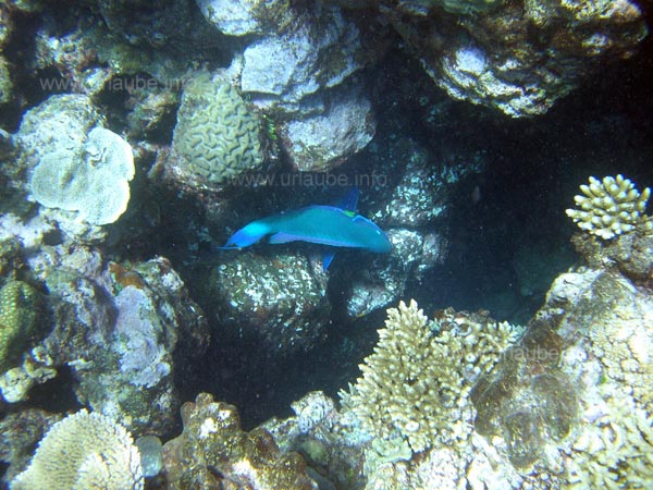 Papageienfisch