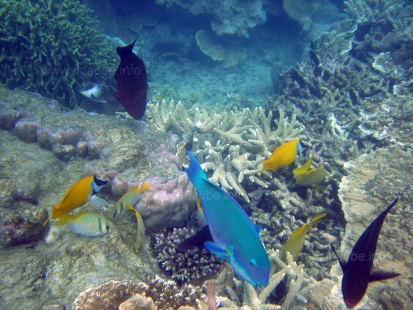Fische die sich wohlf&uuml;hlen