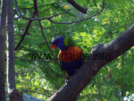 Lorikeet