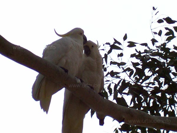 Kakadu