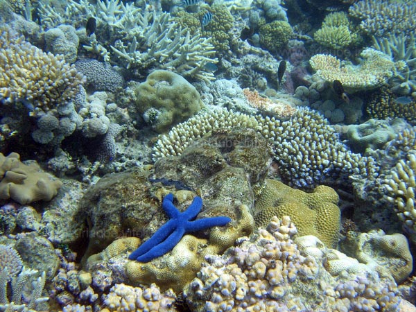 Blauer Seestern