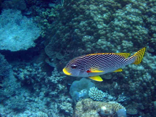 Neonfisch