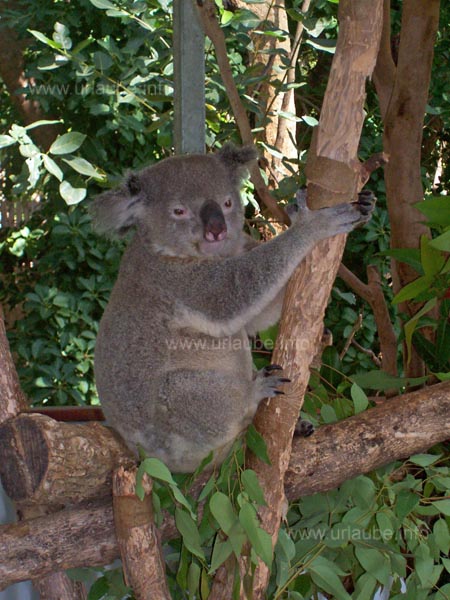 Koala auf Eukalyptusbaum