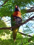 Lorikeet im Regenwald