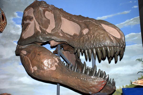 Furchteinfl&ouml;&szlig;end: der Kopf eines T-Rex