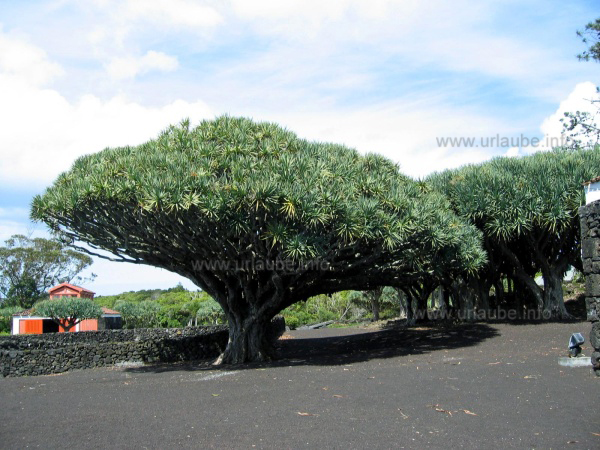 Azoren