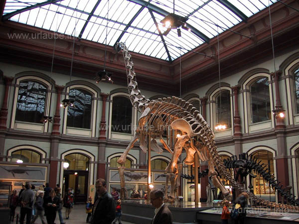 Ein Brachiosaurus, 23&nbsp;m lang, 12&nbsp;m hoch