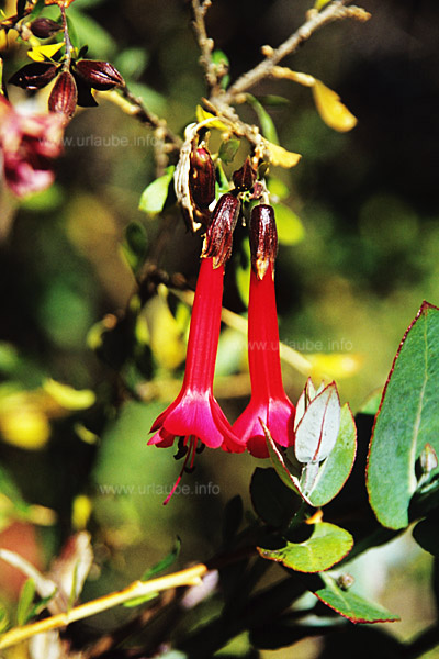 Cantuta buxifolia - Die in kr&auml;ftigem rot leuchtende Nationalblume Perus