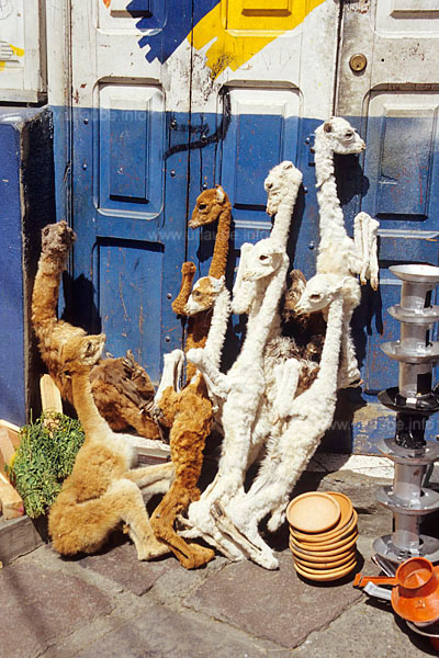 Junge, tote Lamas sollen beim Hausbau Gl&uuml;ck bringen