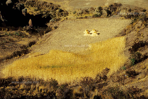 Ein goldgelbes Getreidefeld in 3800m H&ouml;he auf dem Weg zum Palca Canyon