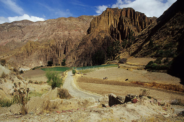 Karges Ackerland am Ende des Palca Canyons wird in m&uuml;hevoller Handarbeit bestellt
