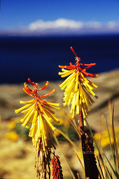 In den kleinen G&auml;rten wachsen farbenpr&auml;chtige Blumen