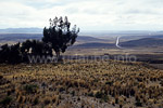 Vereinzelte Eukalyptusbäume in der Weite des Altiplanos