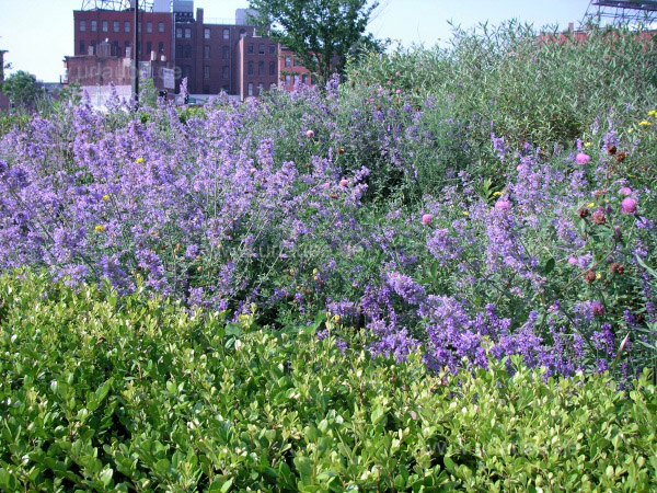 Bepflanzung am North End Park