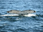 Bei den Buckelwalen ist jede Schwanzflosse einzigartig wie ein Fingerabdruck