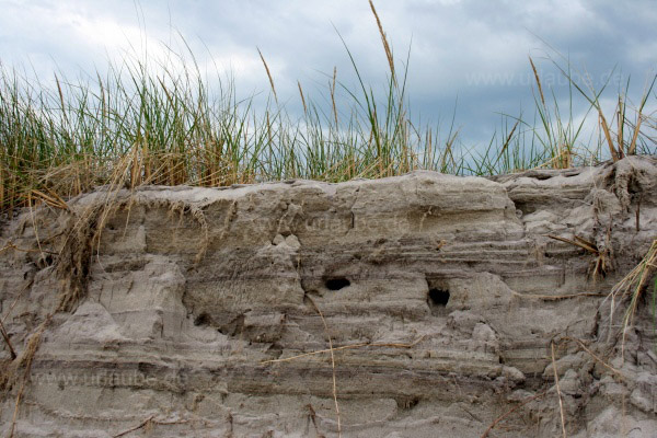 Crane Beach liegt inmitten eines Vogelschutzgebietes zwischen Grasd&uuml;nen.