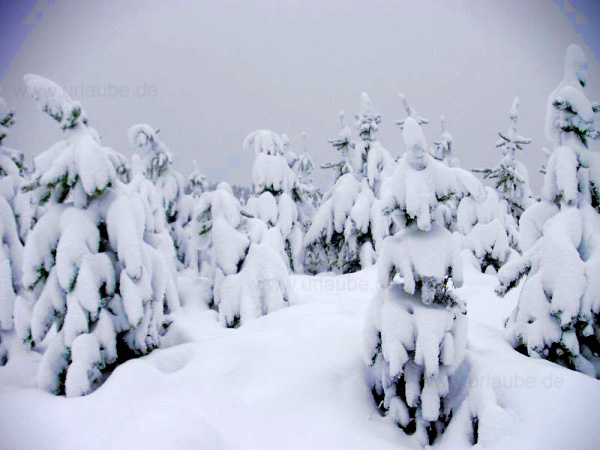 Ein halber Meter Neuschnee im n&ouml;rdlichen Britisch Kolumbien, gefallen binnen einer Nacht.