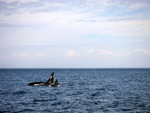 Jagende Orcas vor der K&uuml;ste Vancouver Islands