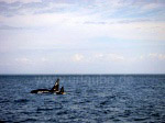 Jagende Orcas vor der Küste Vancouver Islands