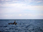 Jagende Orcas vor der Küste Vancouver Islands