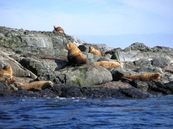 Von Seel&ouml;wen bewohnte Felsinsel vor Vancouver Island